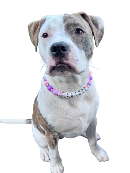 Happy pup wearing beaded collar